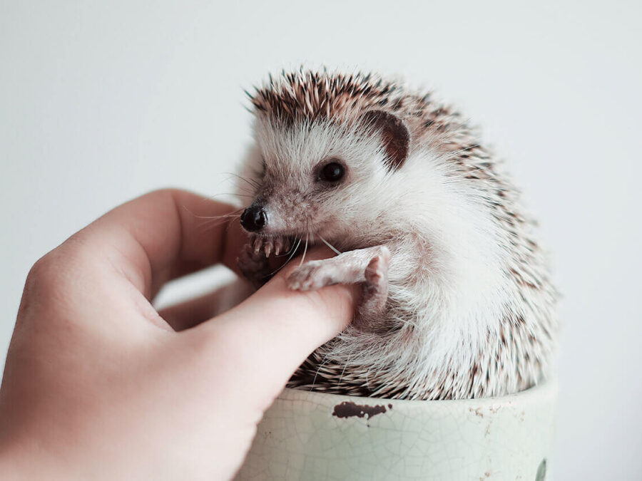 Hedgehog