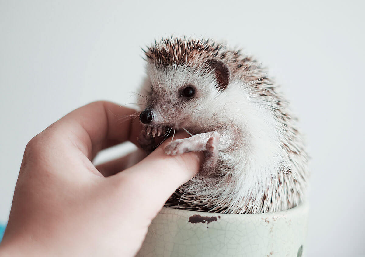 Hedgehog